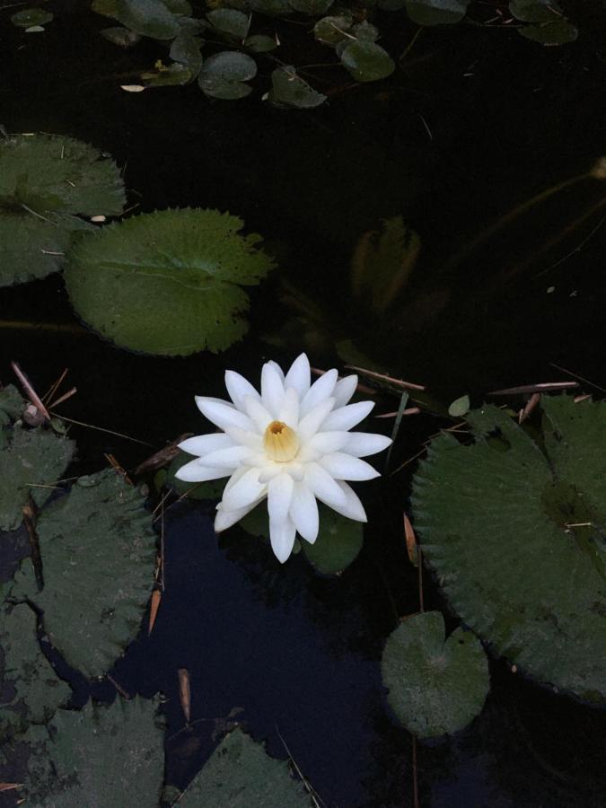 White Butterfly - A Countryside Homestay Thiruvananthapuram Extérieur photo